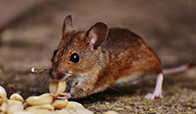 24 Hour & Emergency Exterminators in Arvonia, VA